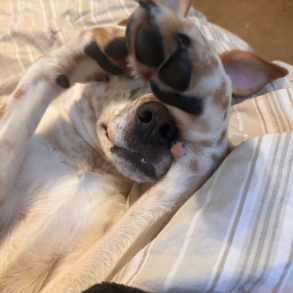 Meet your Posher, Robin